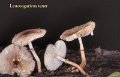 Leucoagaricus tener-amf1228